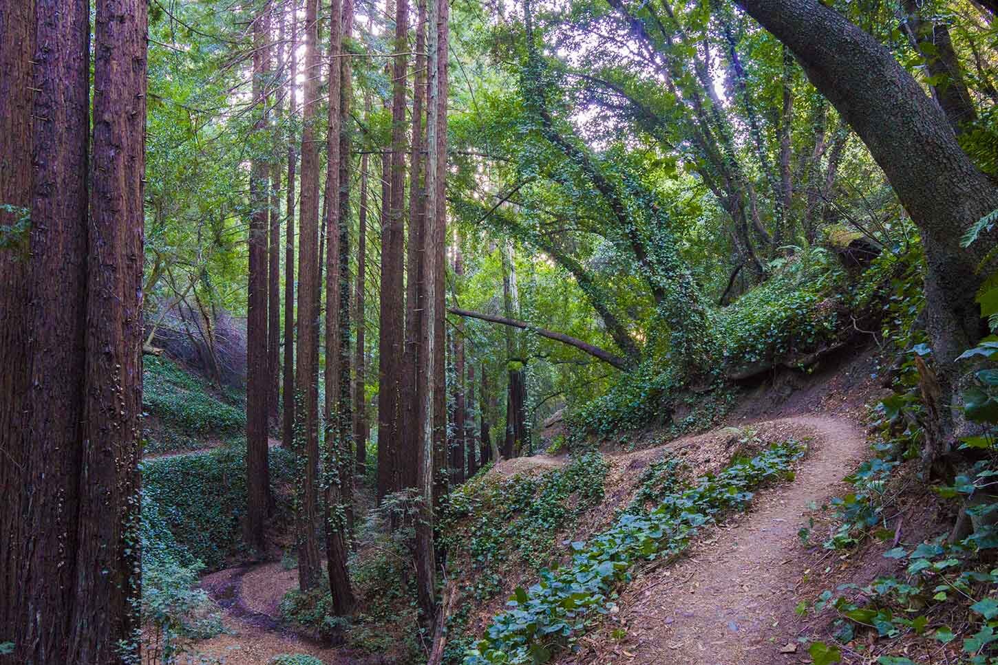 Joaquin Miller Park trail